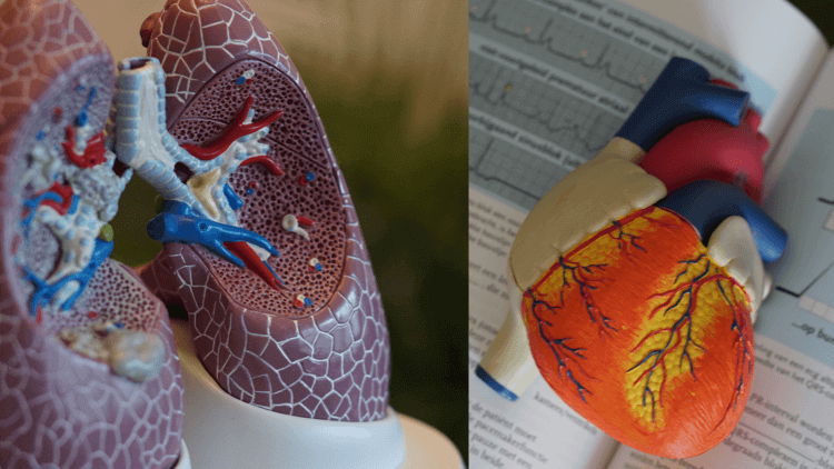 Anatomy models of Heart and Lungs